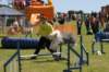 pamkellywithbertiedoingagility_small.jpg