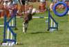 murphywhennotdoingpawsfortherapyworkjustlovestodoagility_small.jpg
